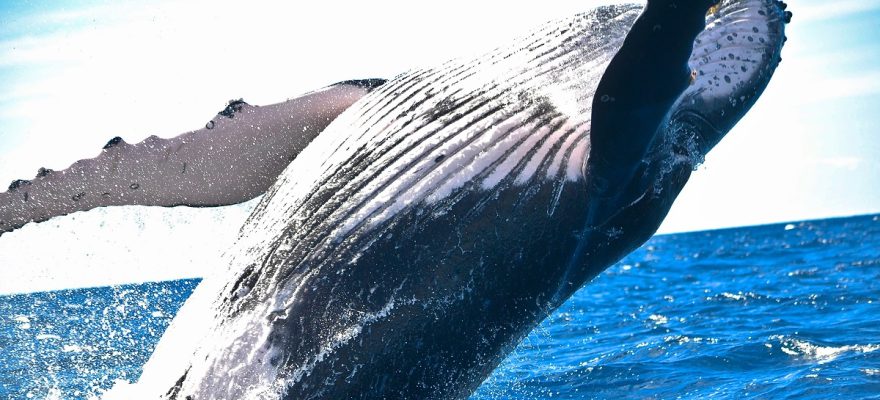 whale jump
